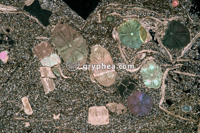 Entroques LPA x1,5 - gryphea.com